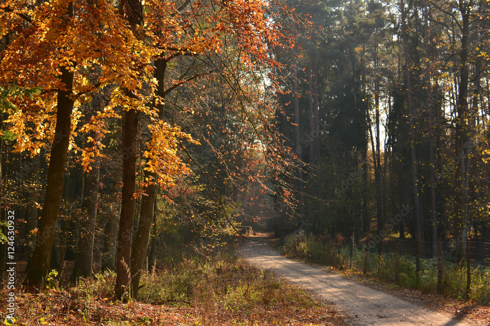 Obraz premium Polnej drodze w lesie jesienią
