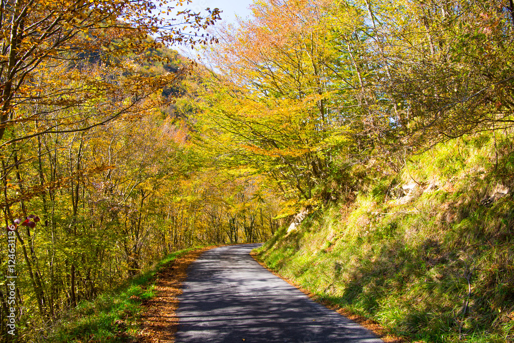Country path running through the woods on an autumn day Country path running through the woods on an autumn day