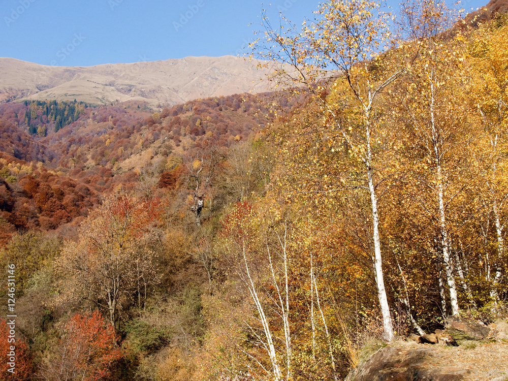 Fototapeta premium Woods and mountains