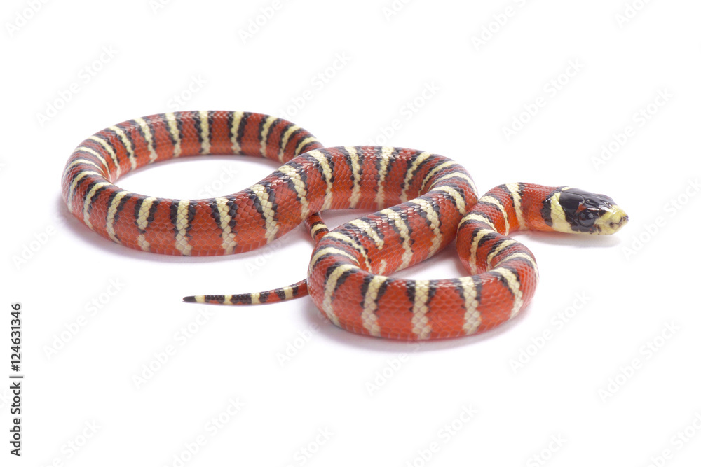 Naklejka premium Arizona Mountain Kingsnake,.Lampropeltis pyromelana pyromelana, United States