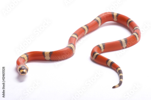 Honduran milk snake,Lampropeltis triangulum hondurensis, hypomelanistic