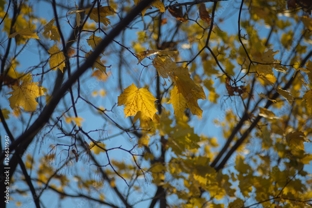 Желтые листья на ветках клена на фоне голубого неба в яркий солнечный день в октябре