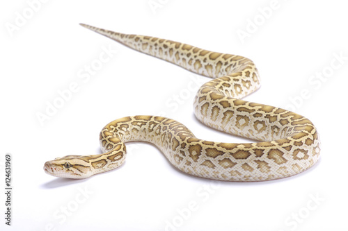 Wallpaper Mural Burmese python,Python bivittatus,hypomelanistic Torontodigital.ca