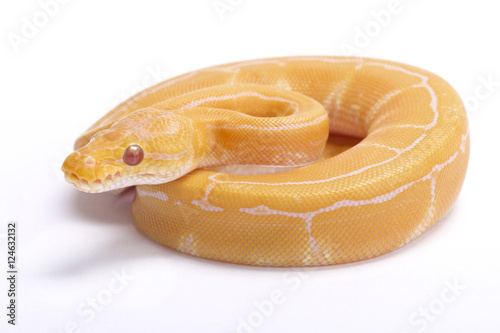 Ball python,Python regius, albino pinstripe
