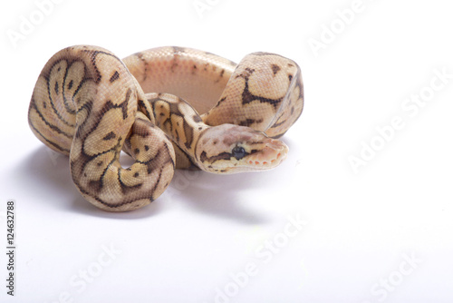 Ball python,Python regius,