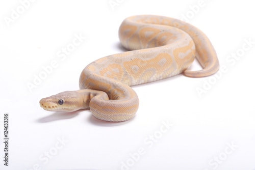 Ball python,Python regius, pastel