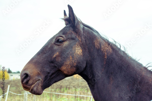 Big horse outdoors