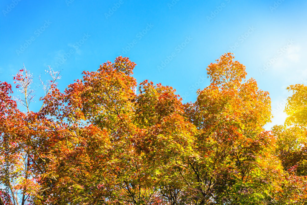 Colorful maple trees and blue sky in the morning