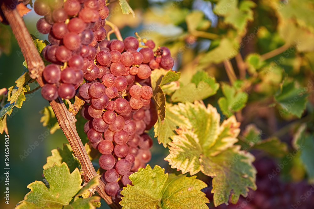 Sun setting on Red grapes
Vineyards at sunset in autumn harvest. Ripe grapes in fall. Sun setting on Red grapes
Vineyards at sunset in autumn harvest. Ripe grapes in fall.