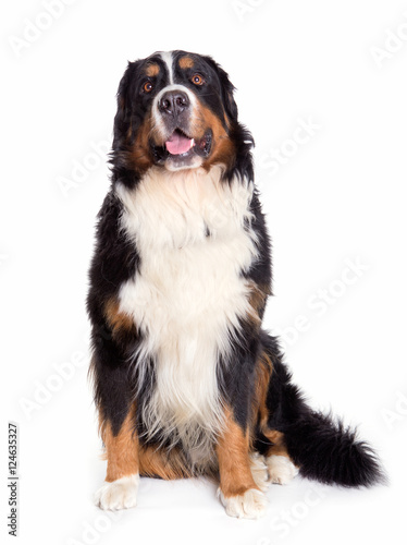 Fototapeta Naklejka Na Ścianę i Meble -  Berner Sennenhund dog portrait sitting