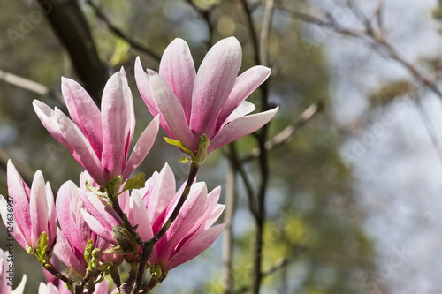 branch with pink magnolia flowers closeup