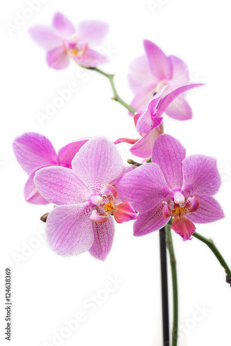 Fototapeta Naklejka Na Ścianę i Meble -  Orchid