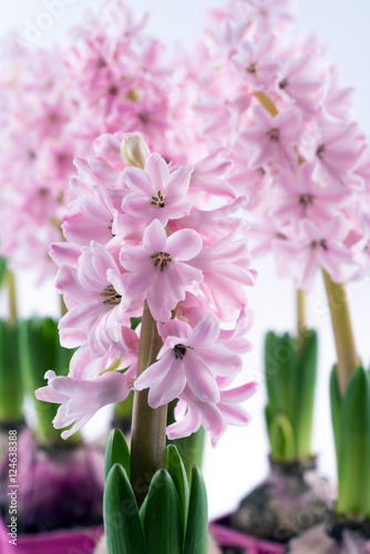 pink Hyacinth flowers