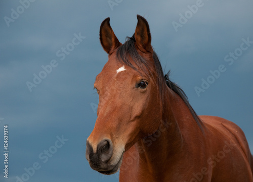 Handsome bay Arabian horse against stormy skies © pimmimemom