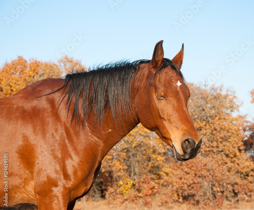 Red bay Arabian horse taking a nap in the sun with muted color autumn tree background