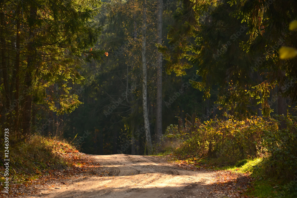 Obraz premium Dirt road in autumn forest