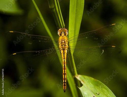 dragon fly