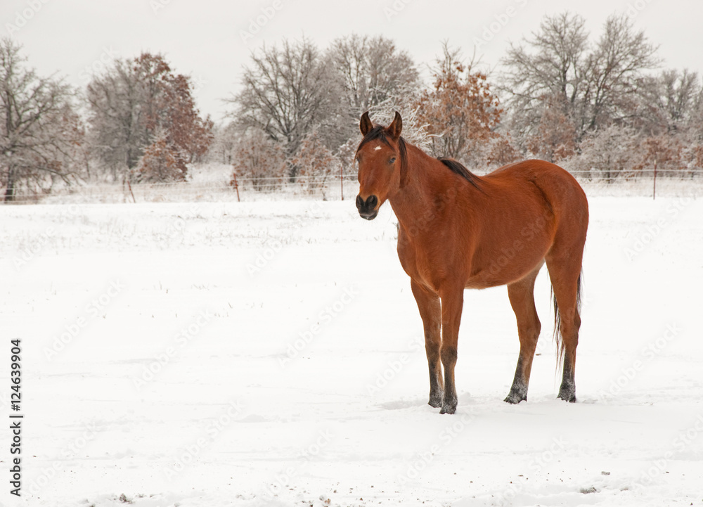 An Arabian horse in his fuzzy winter coat on a cold, gray winter day An Arabian horse in his fuzzy winter coat on a cold, gray winter day