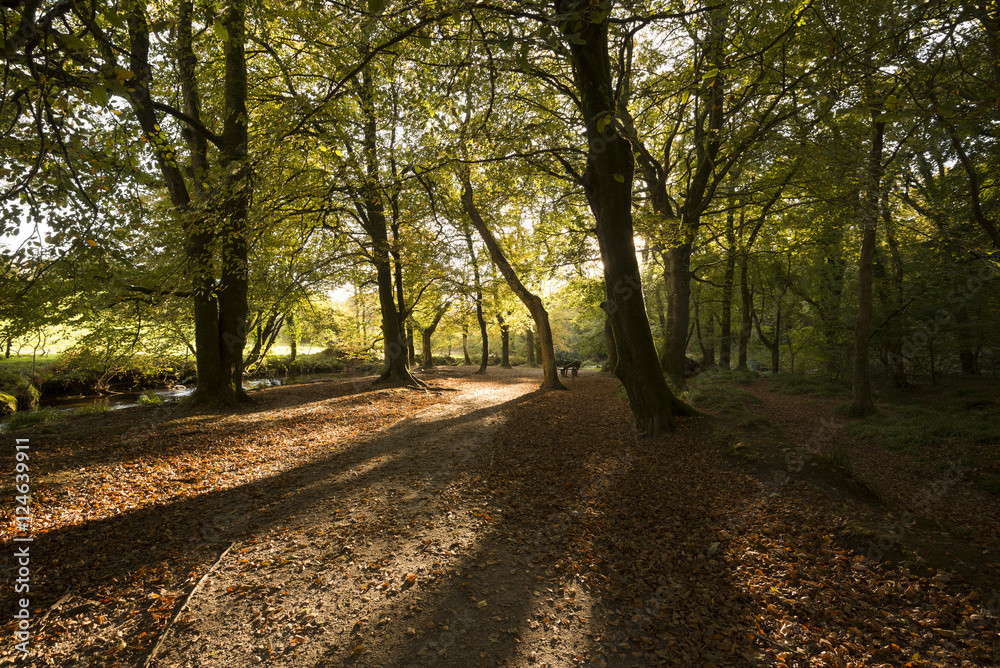 Autumn woodland with long shadows at Golitha Falls Cornwall, UK Autumn woodland with long shadows at Golitha Falls Cornwall, UK
