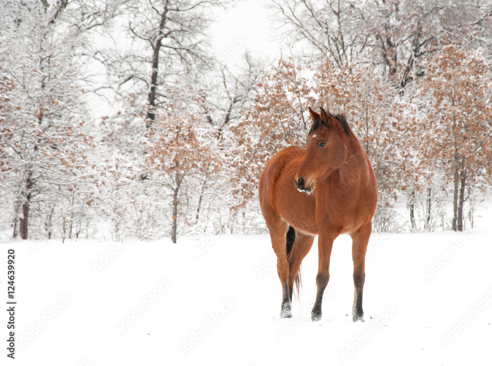 Bay Arabian horse in snow on a cold winter day Bay Arabian horse in snow on a cold winter day