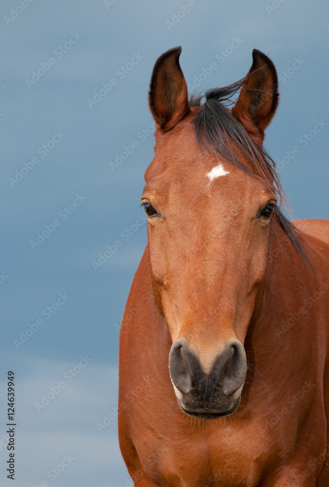 Fototapeta premium Head on -image of a bay Arabian with a small star against dark cloudy sky