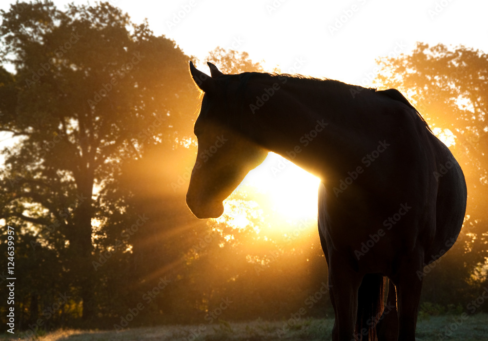 Naklejka premium Piękna sylwetka konia arabskiego przed porannym słońcem świecącym przez mgiełkę i drzewa