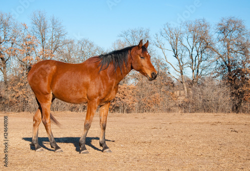 Beautiful red bay Arabian horse in dry winter pasture with clear blue sky