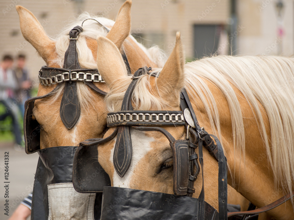 Portrait of a pair of light brown horses with blonde hair, as well leather tack, on the streets of Berlin, Germany. Travel and tourism concept. Portrait of a pair of light brown horses with blonde hair, as well leather tack, on the streets of Berlin, Germany. Travel and tourism concept.