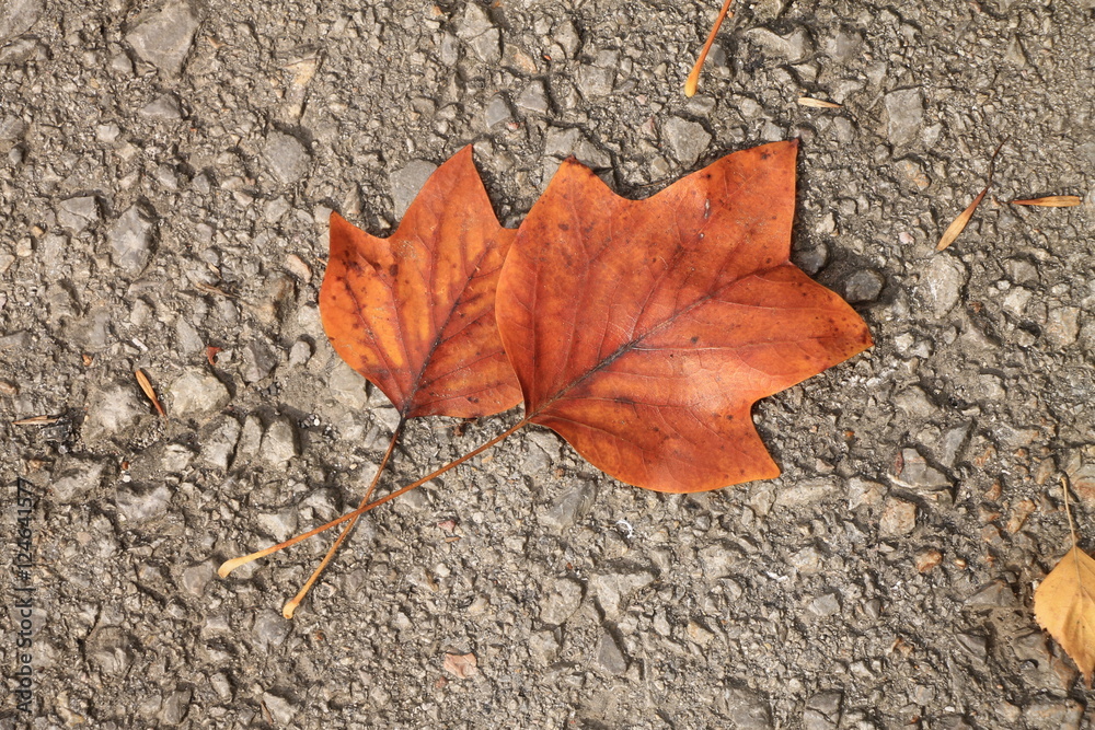Two autumn maple leaves on the street Two autumn maple leaves on the street
