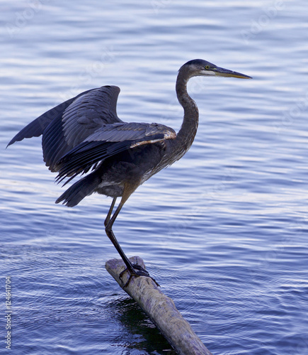 Beautiful image with a great blue heron jumping on a log © MrWildLife