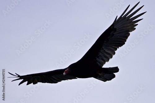 Isolated photo of a vulture in the sky
