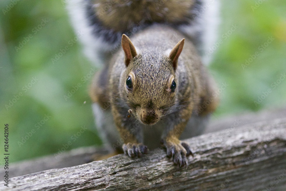 Obraz premium Beautiful image with a cute funny curious squirrel