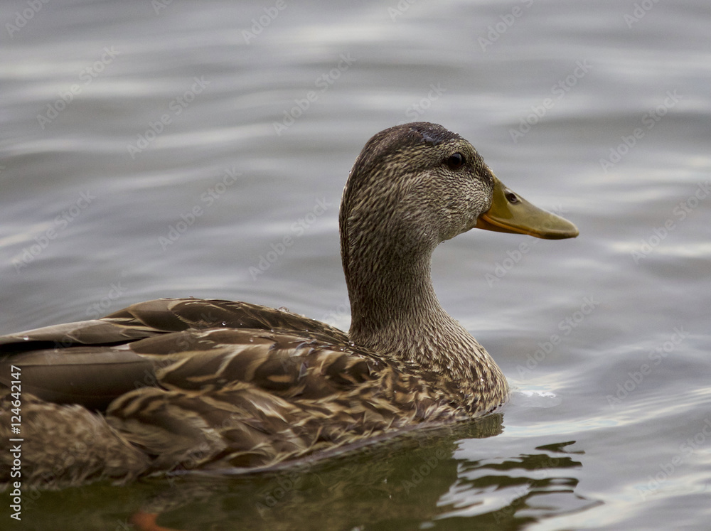 Beautiful isolated image with a duck in the lake Beautiful isolated image with a duck in the lake