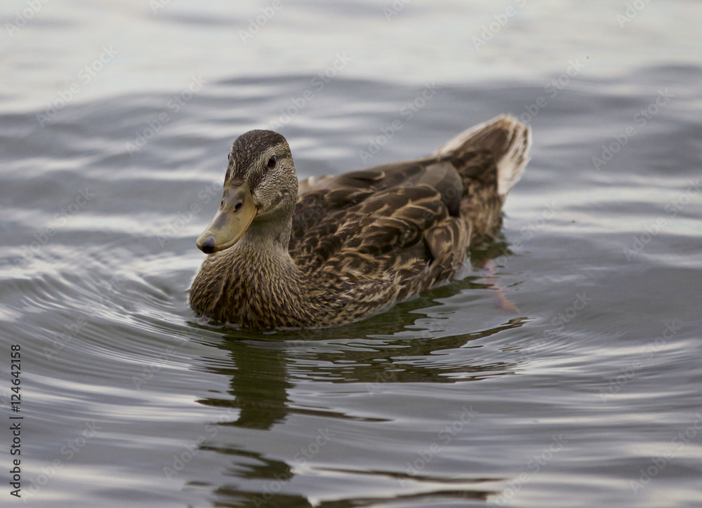 Beautiful isolated picture of a duck in the lake Beautiful isolated picture of a duck in the lake