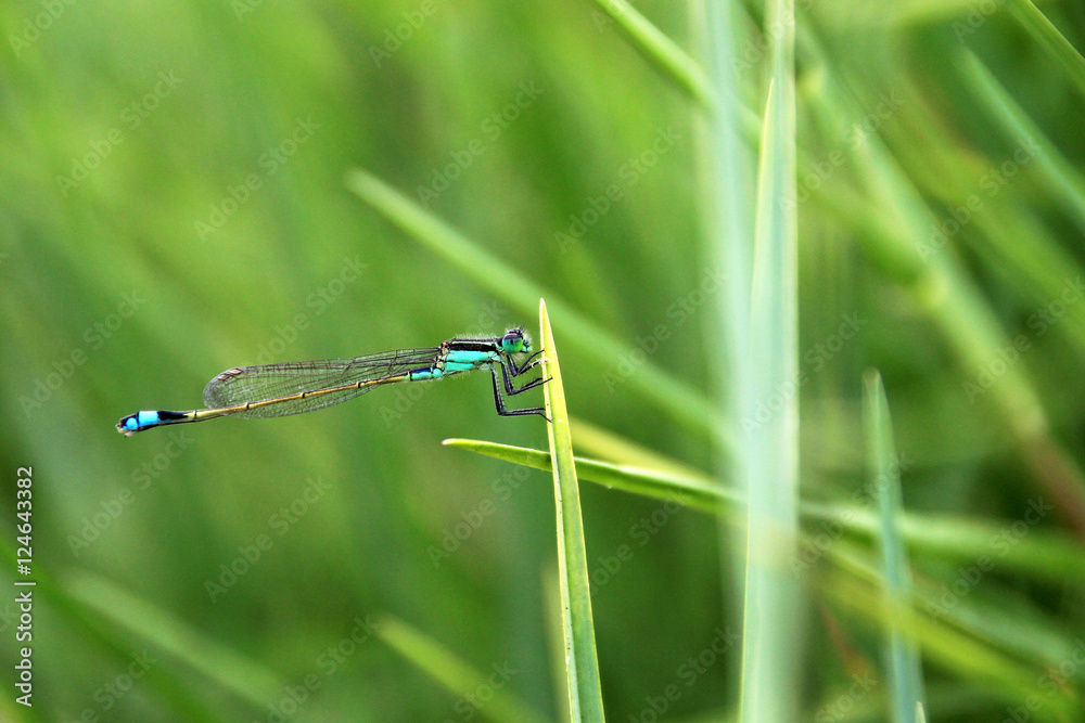 Very nice blue green dragonfly closeup, laguna mejia Peru Very nice blue green dragonfly closeup, laguna mejia Peru
