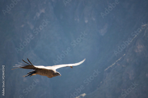 Kondor im Flug