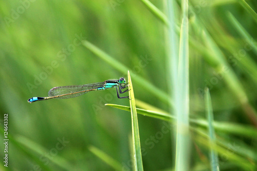 Very nice blue green dragonfly closeup, laguna mejia Peru
