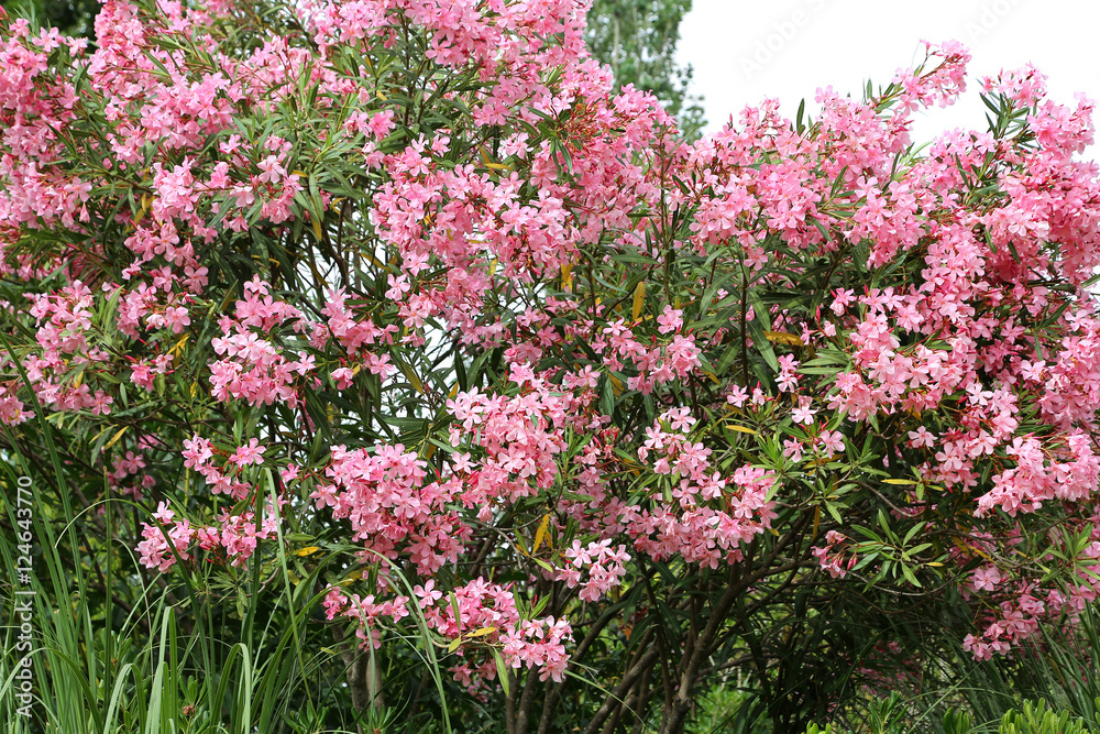Fototapeta premium Flowering Oleander bush