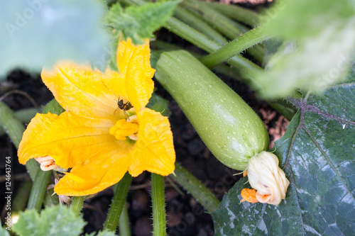 Zucchini or courgette with flowers in a vegetable garden