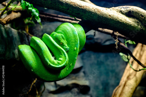 Obraz na plátně Morelia viridis, commonly known as the green tree python, is a species of python