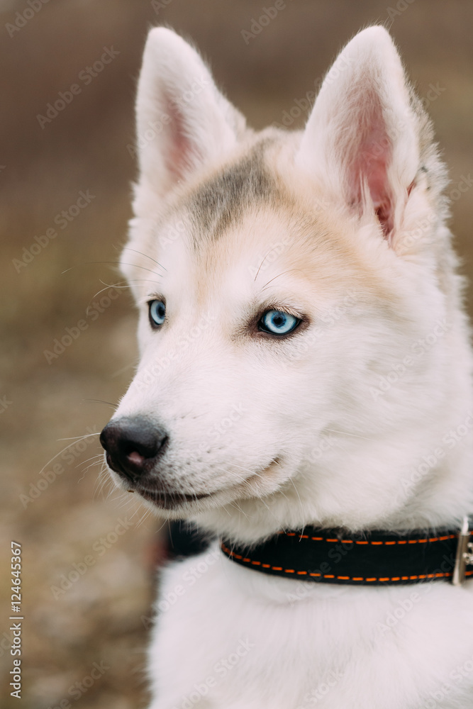 Young Funny White Husky Puppy Dog With Blue Eyes Young Funny White Husky Puppy Dog With Blue Eyes