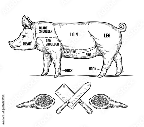 Vector illustration of a pig