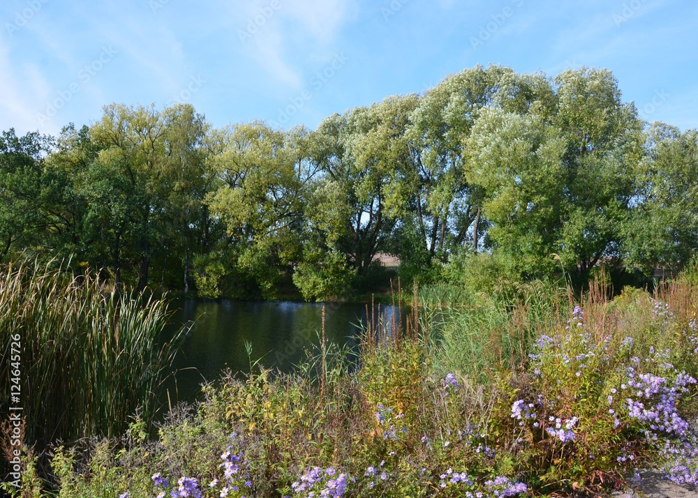 Fototapeta premium Astern am Teich in Naturlandschaft