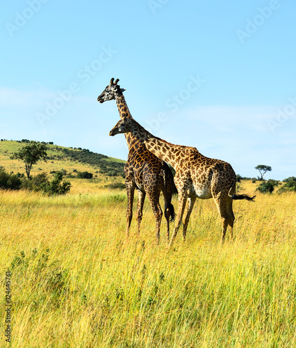 African Giraffes in the savannah