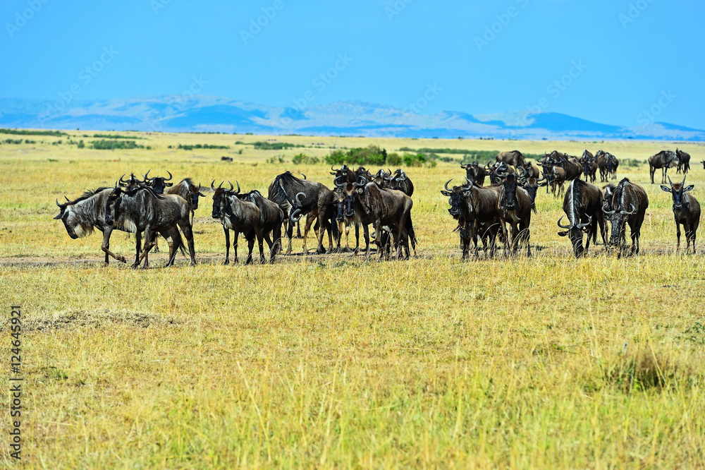 Wildebeest in the wild African savannah Kenya Wildebeest in the wild African savannah Kenya