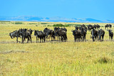 Wildebeest in the wild African savannah Kenya