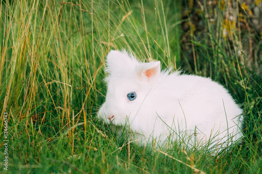 Close Cute Dwarf Decorative Miniature White Fluffy Rabbit Bunny Close Cute Dwarf Decorative Miniature White Fluffy Rabbit Bunny