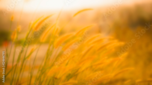 Meadow background,Blurred