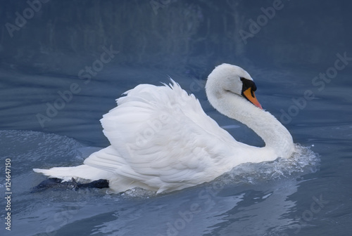 Fototapeta Naklejka Na Ścianę i Meble -  Beautiful white swan.