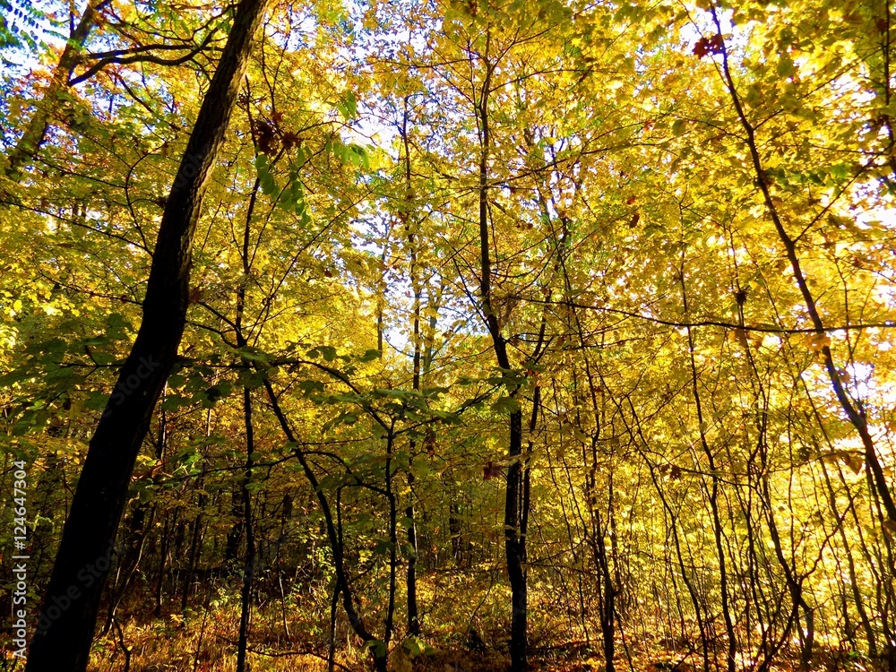 Colorful leaves on deciduous trees in park during autumn Colorful leaves on deciduous trees in park during autumn